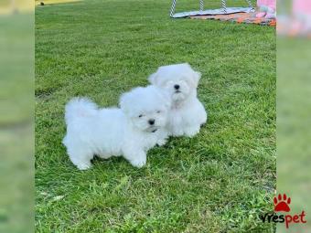 Ράτσα: Μαλτέζ - Maltese | Ηλικία: 2,5 μηνών | Φύλο: Αρσενικό | Αρ. Microchip: 36792568245678 | Εκπαιδευμένο | Περιοχή: Αττική